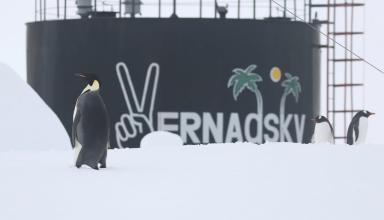 Императорский пингвин пришел в гости к украинским полярникам в Антарктиде