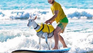 Коза-серфингистка: спортсмен из Калифорнии научил животное покорять волны