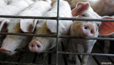 Украина сократила производство свинины