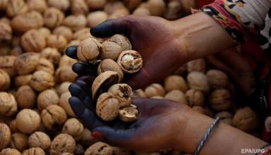 Украина резко увеличила экспорт орехов