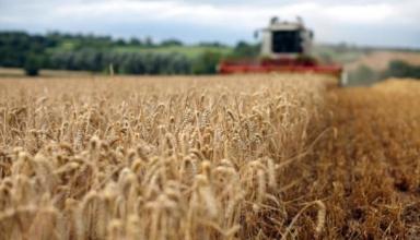 В Кабмине назвали объем рекордного урожая зерновых