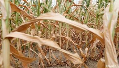 В Украине резко снизили прогноз по урожаю зерна