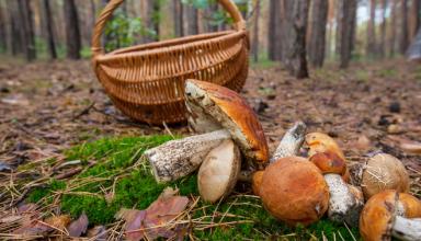 Осенняя закуска в грибной сезон: драники с грибами