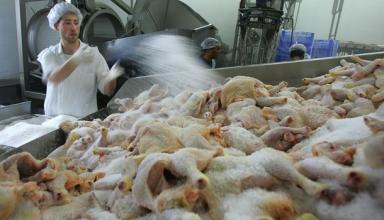 Украина вышла в мировые лидеры экспорта курятины