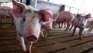 Украина увеличила импорт свинины в восемь раз