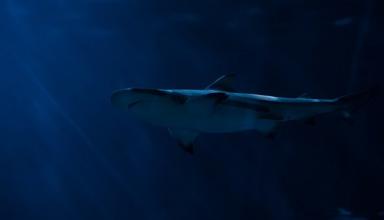 Гигантская акула преследовала австралийских рыбаков: опубликовано видео