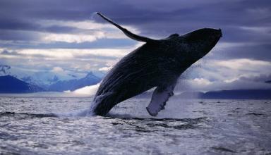 В Канаде спасли жизнь полярного кита