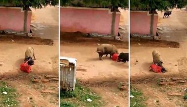 Разъяренные свиньи набросились на женщину прямо посреди улицы (видео)