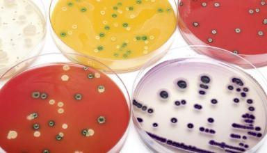Создан антибиотик, убивающий «супербактерии»