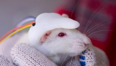 Ученые имплантировали маленький человеческий мозг мыши