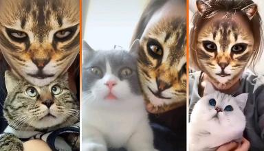 Кошачьи фильтры на лицо довели до ужаса реальных питомцев (видео)