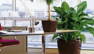 Выбор комнатных растений для офисных помещений